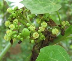 Jatropha curcas Physic Nut, Barbados Nut